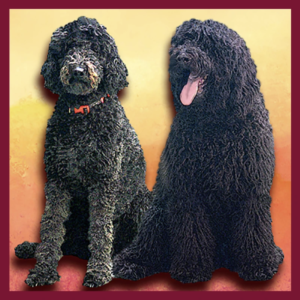 Welcome Pups Blog Image